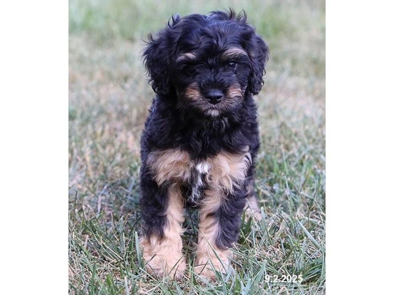 Cavapoo – 21660