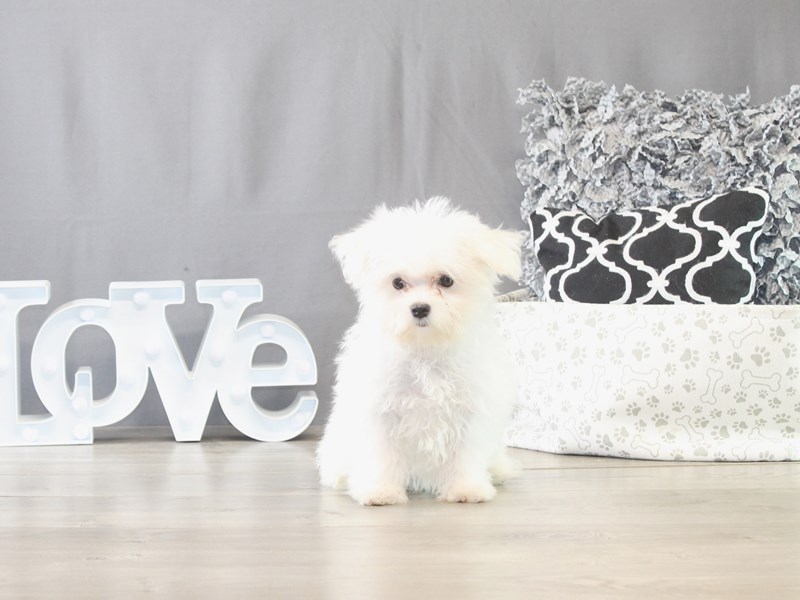 Maltese – 21658