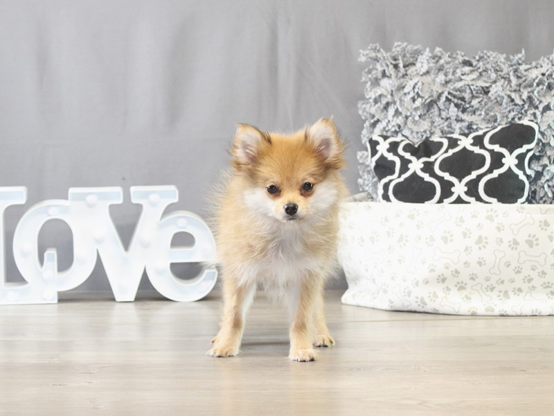Pomeranian – 21657