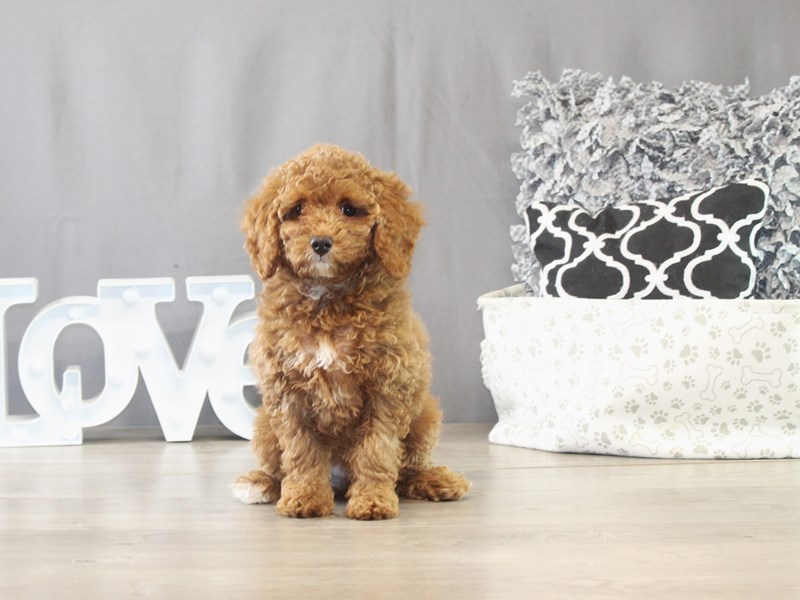 Poodle – 21654