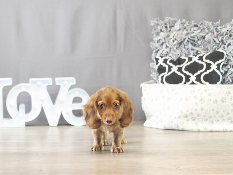Dachshund – 21652