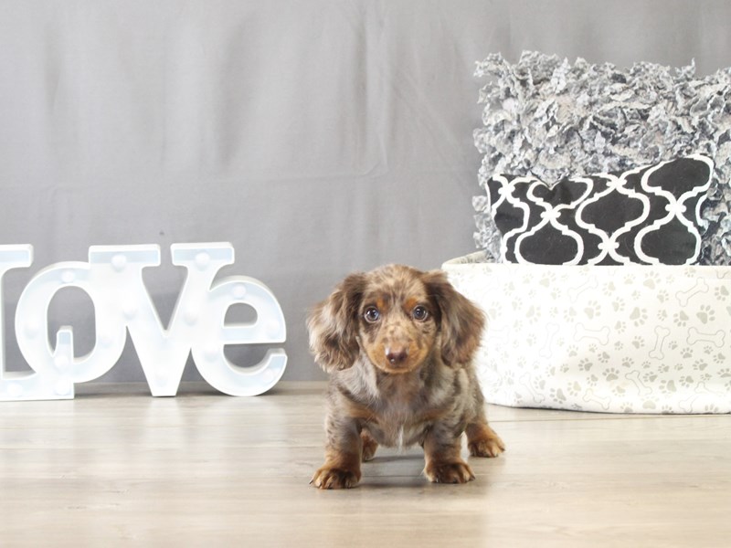 Dachshund – 21651