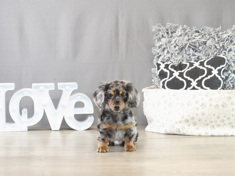 Dachshund – 21650