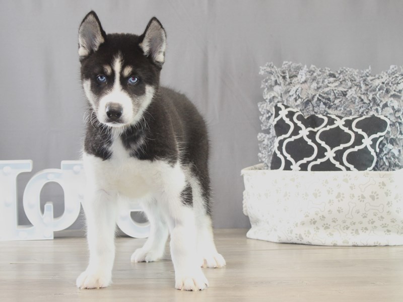 Siberian Husky – 21649