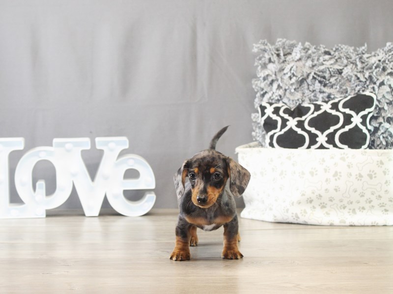 Dachshund – 21646