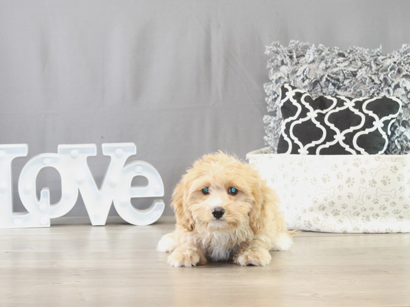 Cavachon – 21645