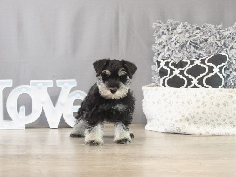 Miniature Schnauzer – 21643