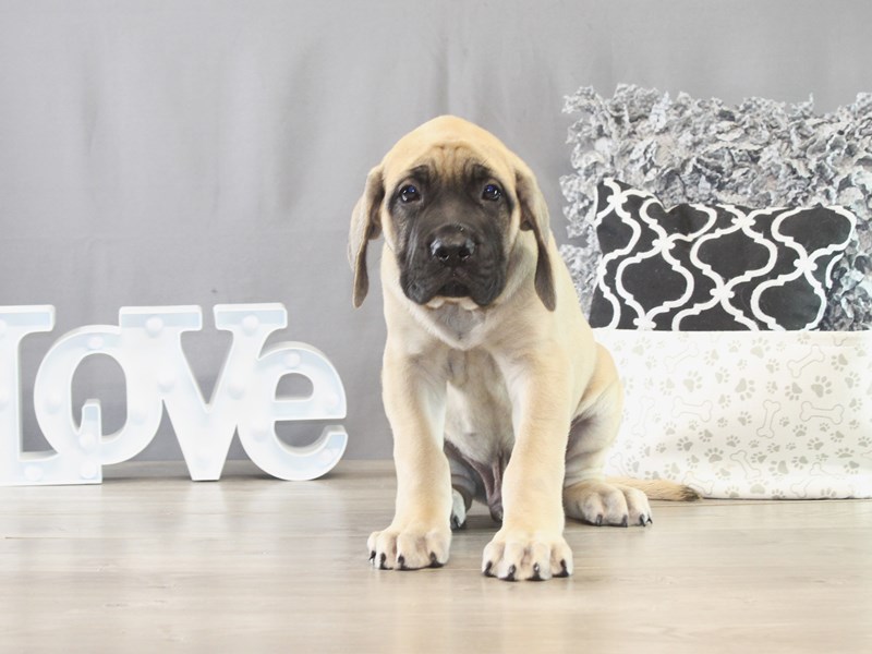 English Mastiff – 21642
