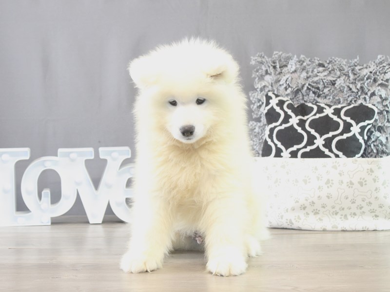 Samoyed – 21641