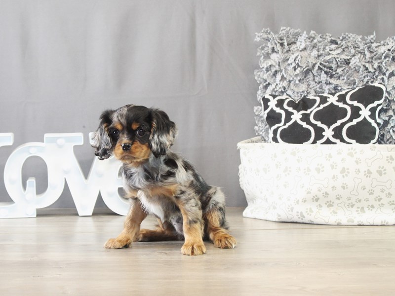 Cavalier King Charles Spaniel – 21640