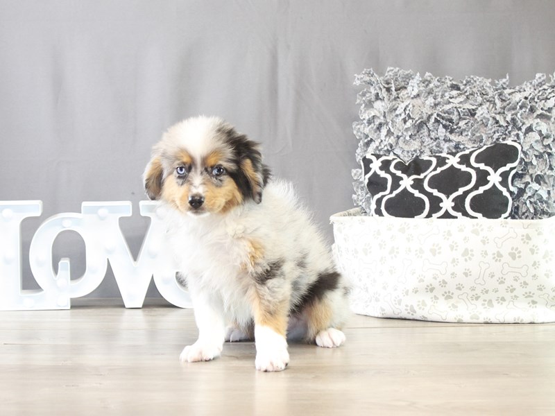 Miniature Australian Shepherd – 21639