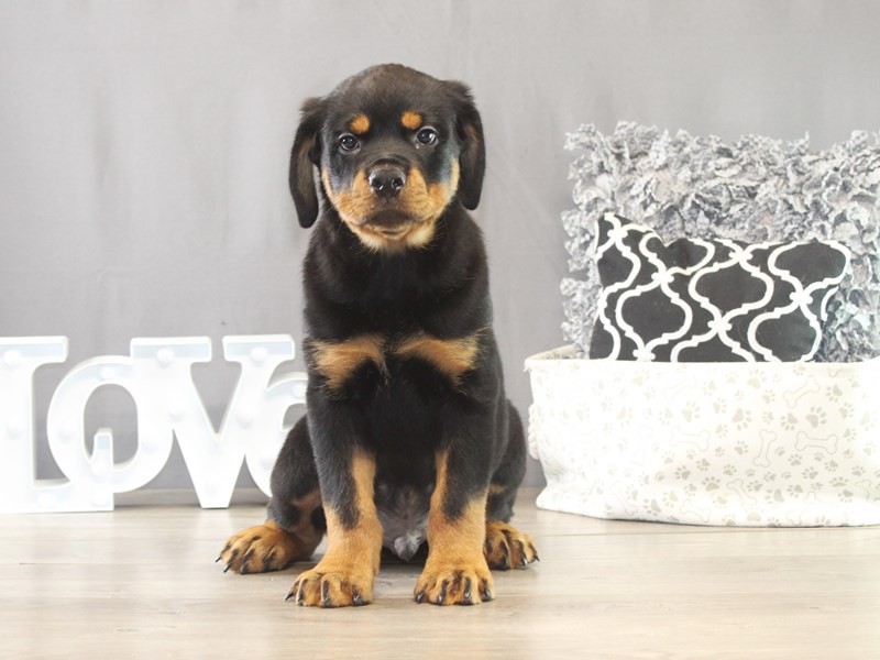 Rottweiler – 21636