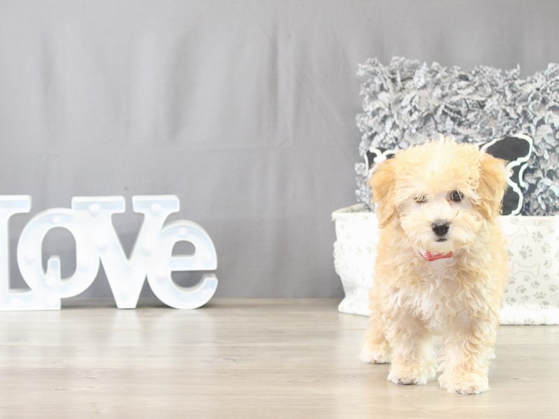 Bichonpoo – 21656