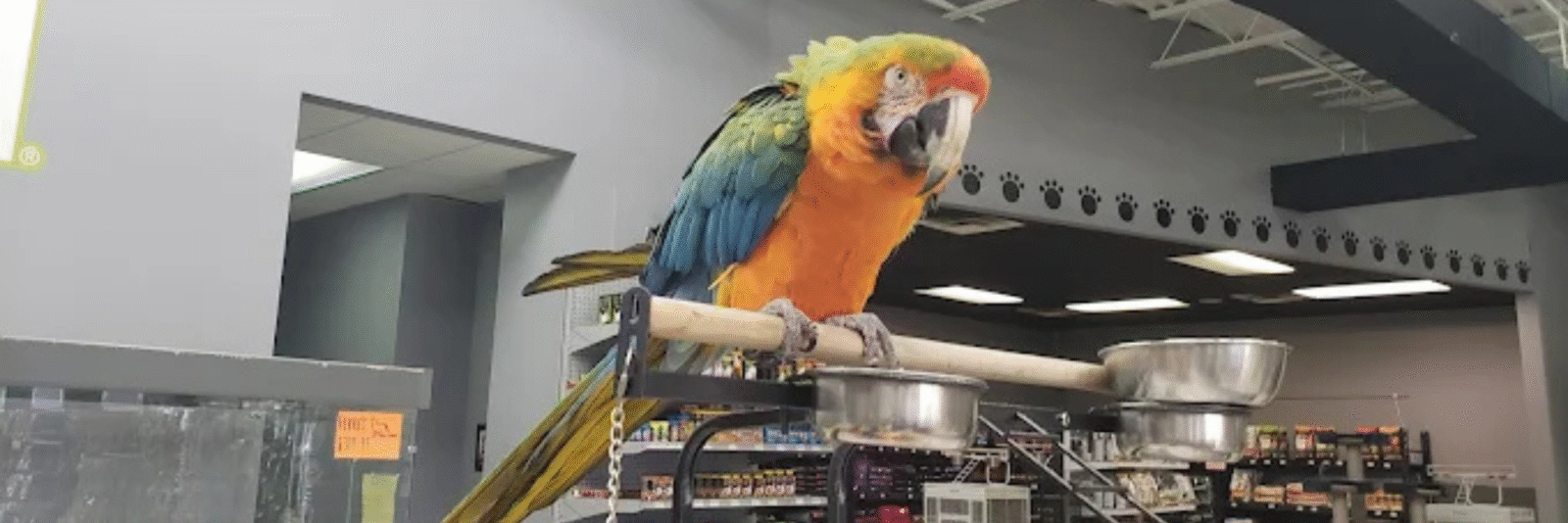 Pet Store Banner