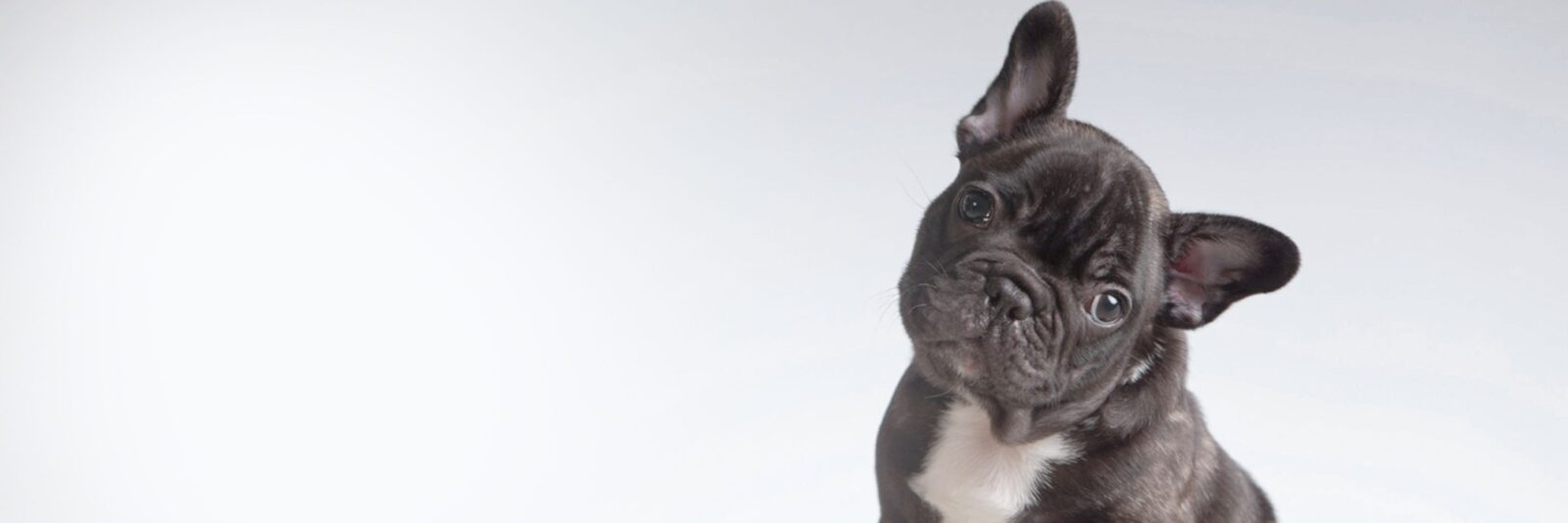 Pet Store Banner