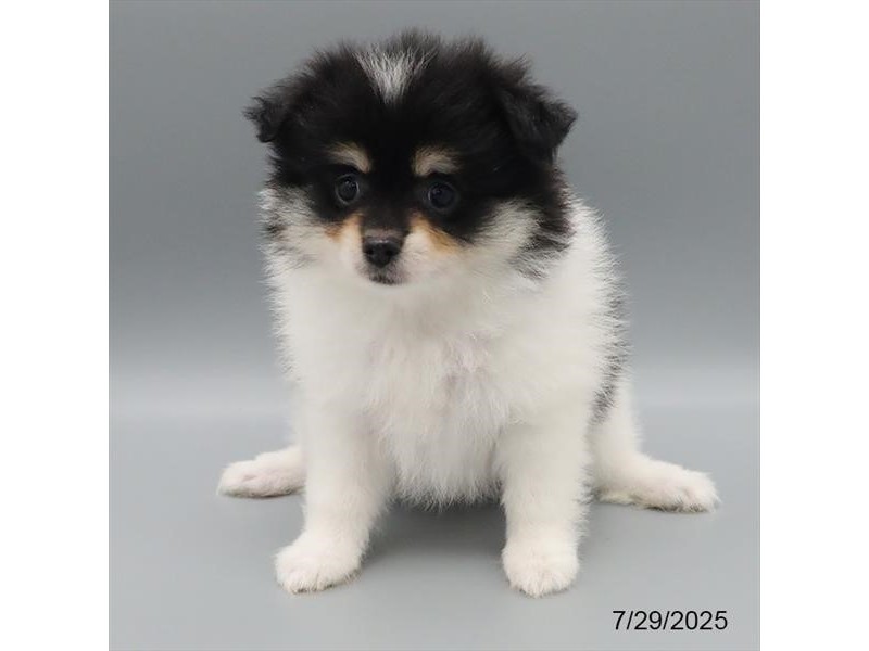 Pomeranian – 21701