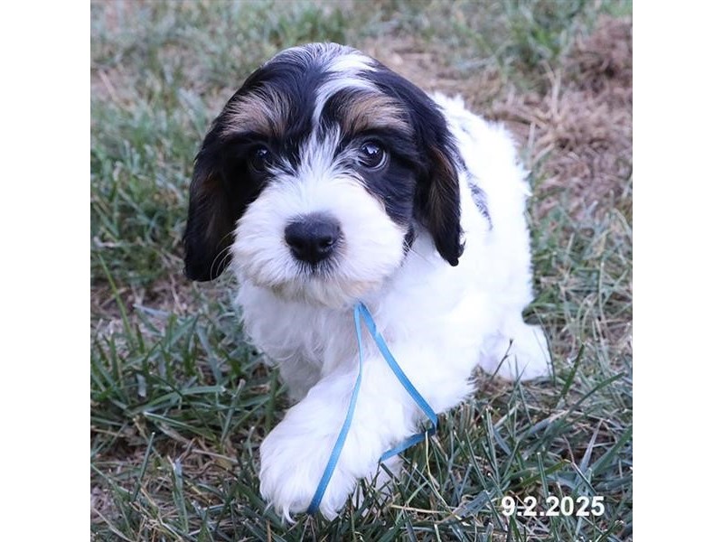 Cavapoo - 21659