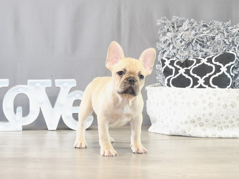 French Bulldog - 21644