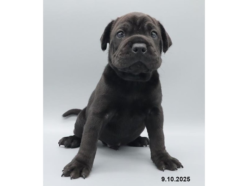 Mini Hippo – 21664