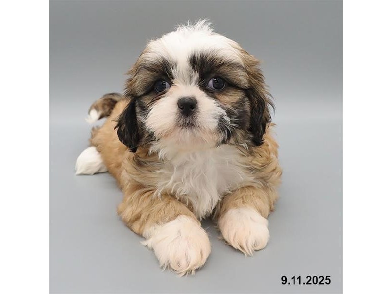 Shih Tzu - 21665