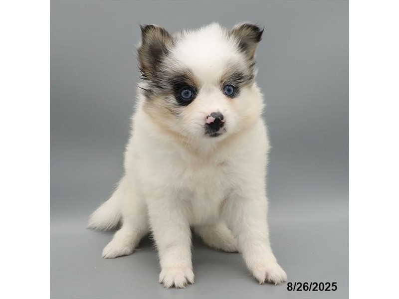 Pomsky - 21666