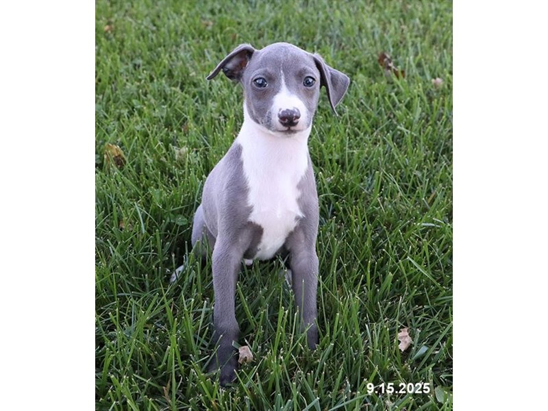 Italian Greyhound - 21667