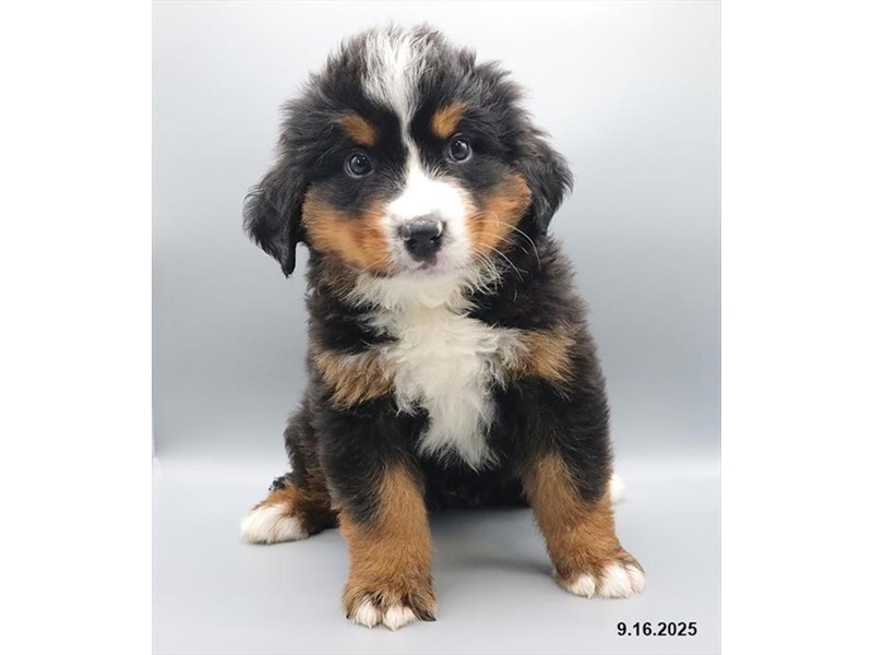 Bernese Mountain Dog - 21668