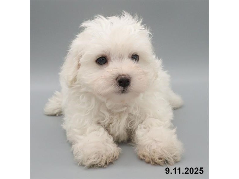 Maltese - 21671