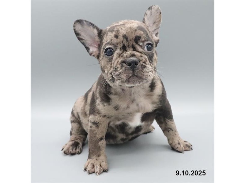 French Bulldog - 21672