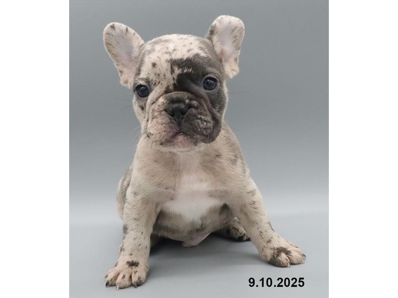 French Bulldog - 21673