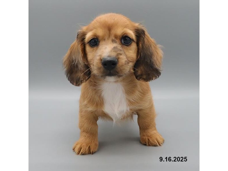 Dachshund - 21675