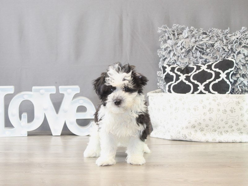 Havanese - 21689