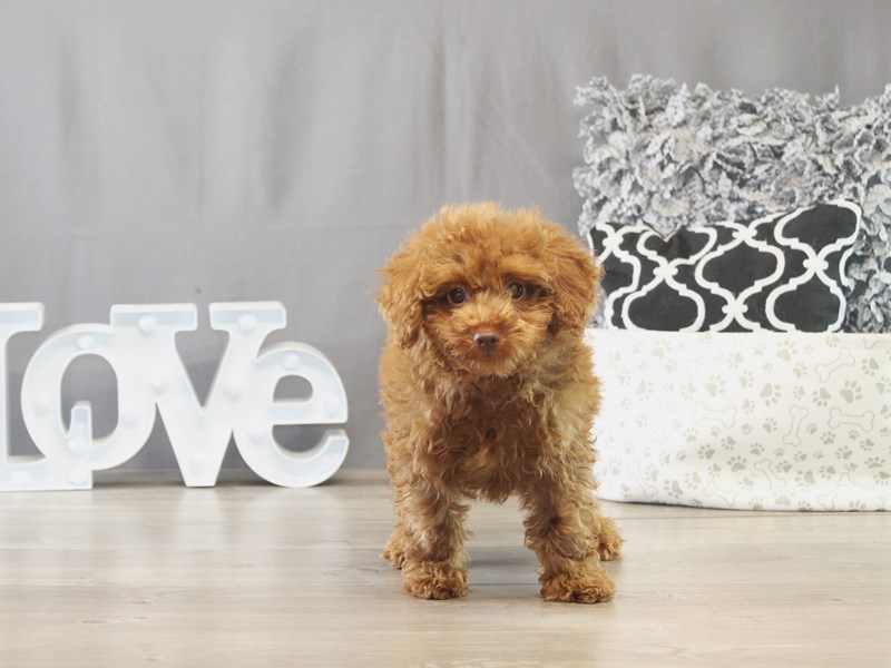 Poodle - 21688