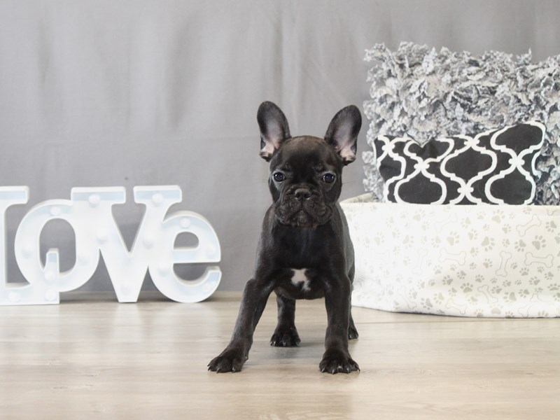 French Bulldog - 21687