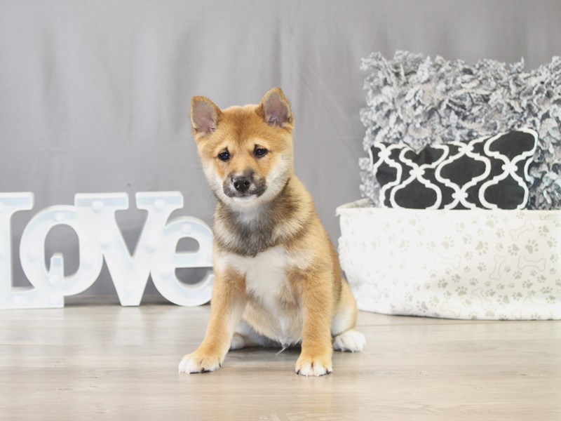 Shiba Inu - 21686