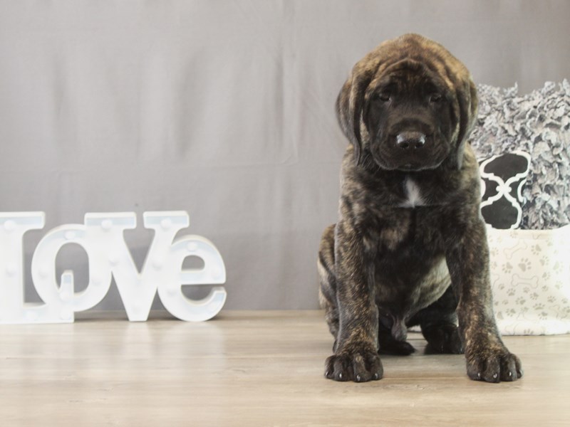 English Mastiff - 21684