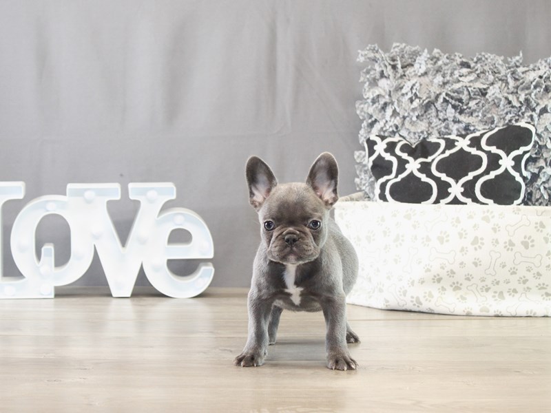 French Bulldog - 21683