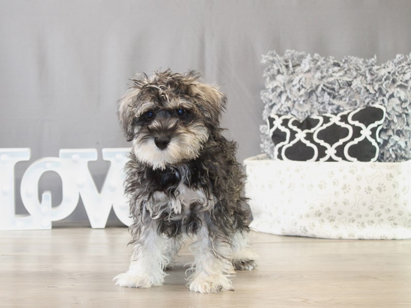 Miniature Schnauzer - 21682