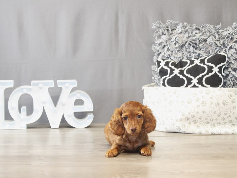 Dachshund - 21680