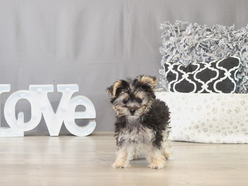 Morkie - 21679
