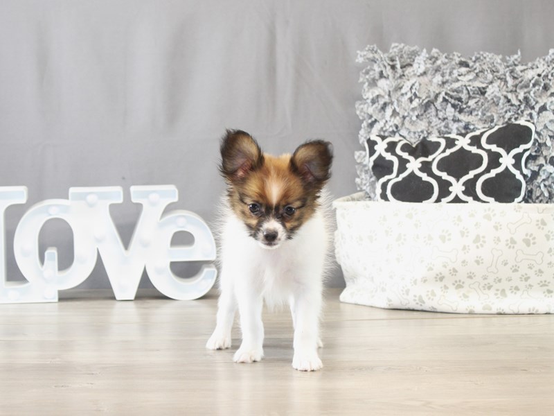 Papillon - 21677
