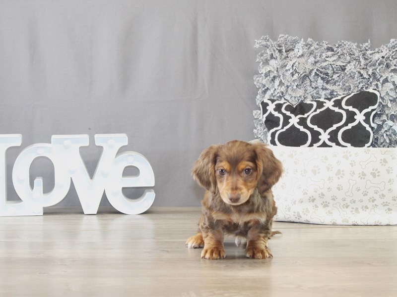 Dachshund - 21674