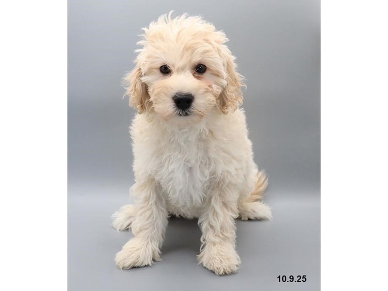 Goldendoodle Mini F1b – 21695