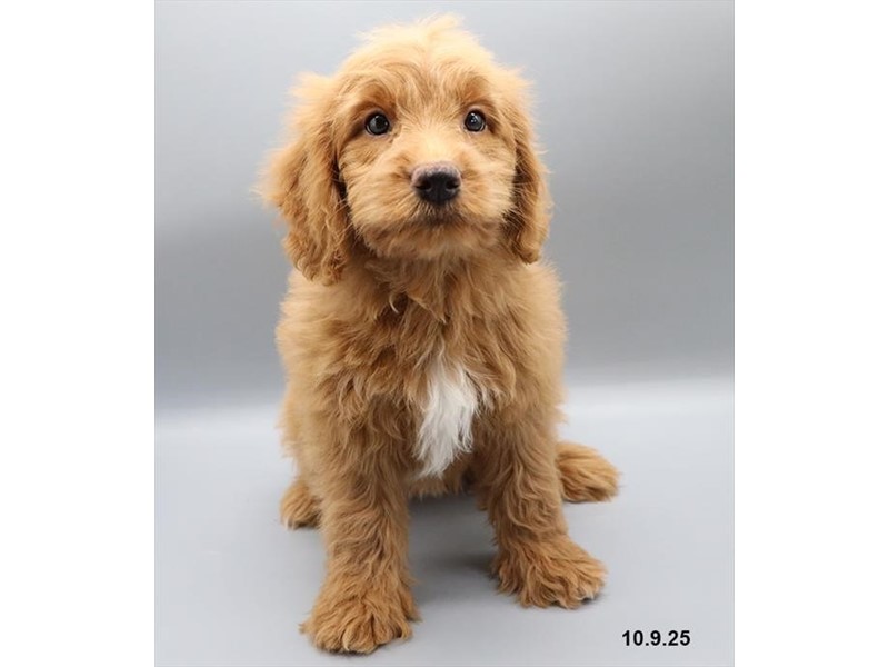 Goldendoodle Mini F1b – 21696