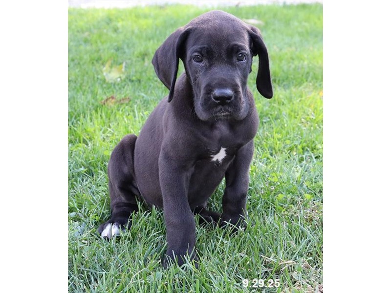 Great Dane – 21697