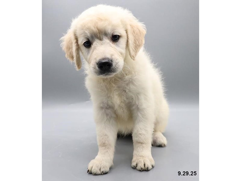 Golden Retriever – 21698