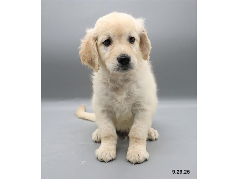 Golden Retriever – 21699