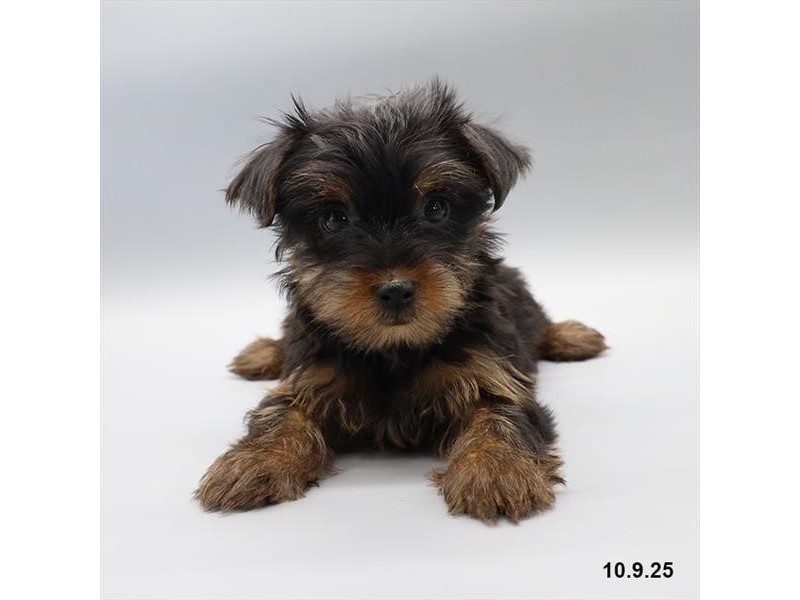 Yorkshire Terrier – 21700