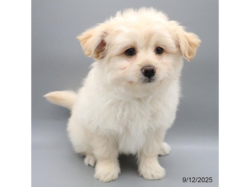 Bichon – 21703