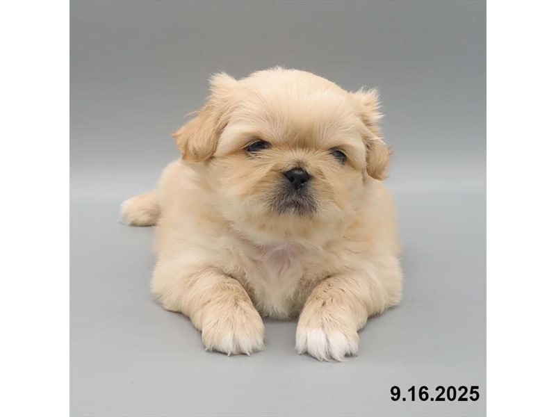Pekingese – 21704